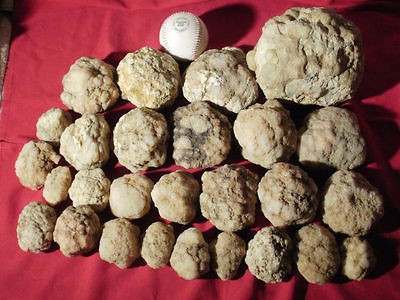   UNOPENED INDIANA GEODES 22 to 32 GEODES KEOKUK THUNDEREGGS