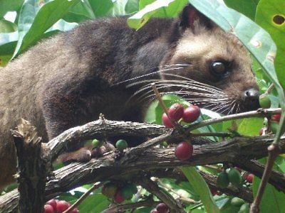 100% Authentic KOPI LUWAK Coffee 1/2 POUND (8 oz or 226 grams) CIVET 