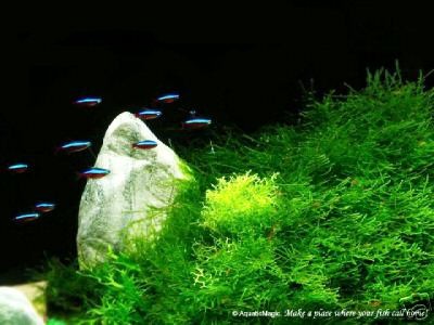 Java Moss Live tropical fish tetra Betta Breeding Plant