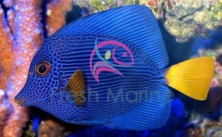 Purple Tang Purple Sailfin Tang, Live Salt Water Aquarium