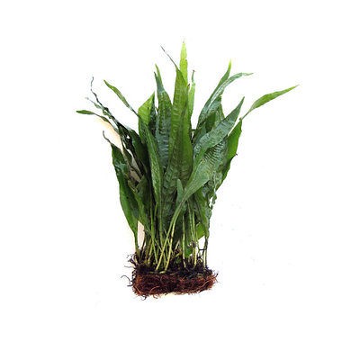 Java Fern Half Mat   Microsorum pteropus Live Aquarium Plant USA