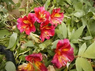 alstromeria, Dr. Salters Mix, alstroemeria, 10 SEEDS GroCo