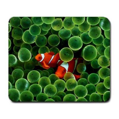 clownfish pair in Marine Species