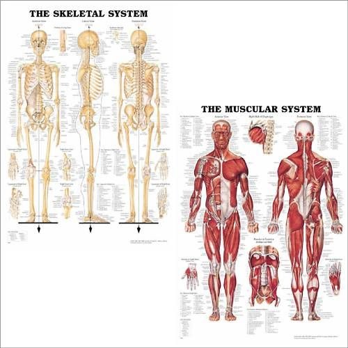 Skeletal & Muscular System Anatomical Chart/Charts