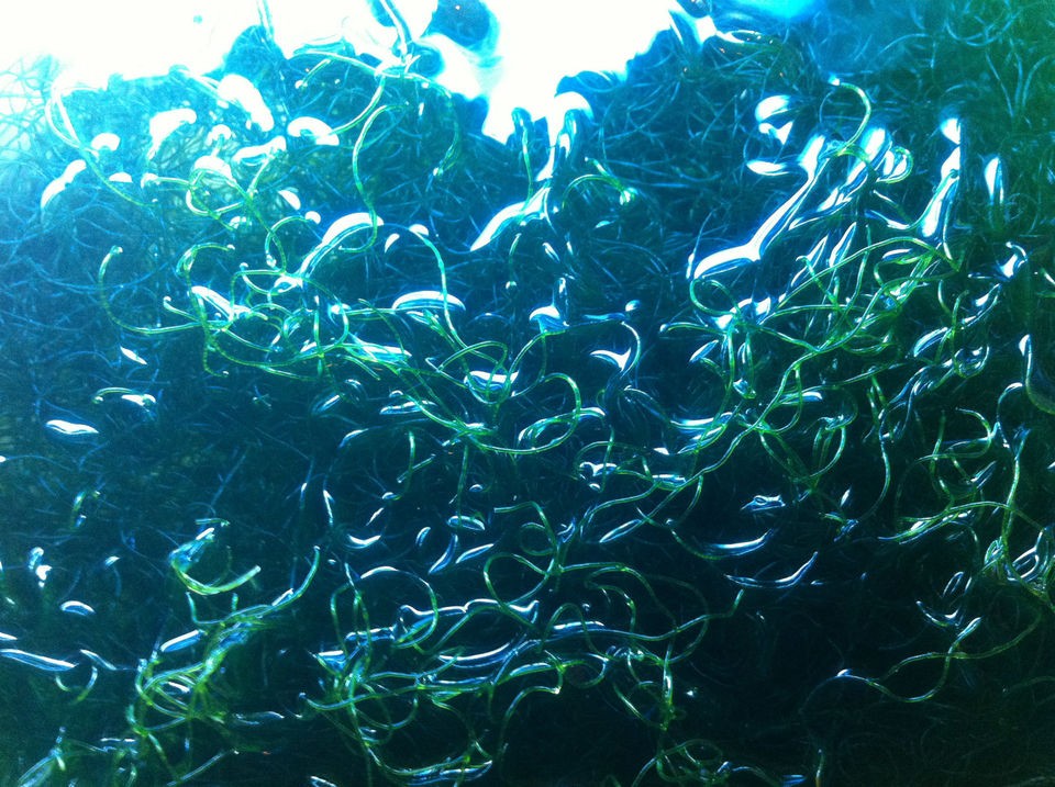 Chaetomorpha / Chaeto Macro Algae