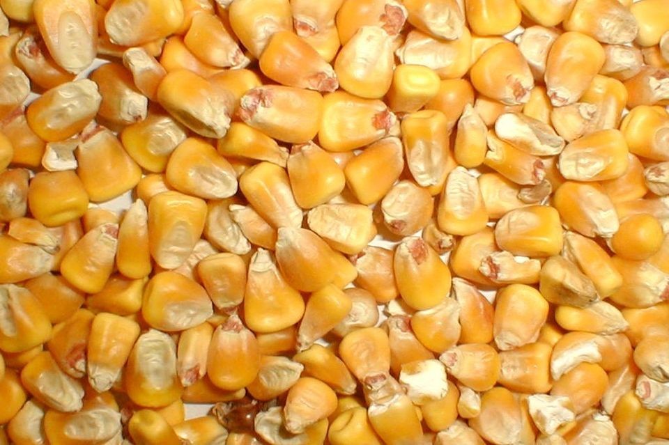 Whole Kernel Corn Feed   Not Chops   Deer Turkey Squirrel Feed 