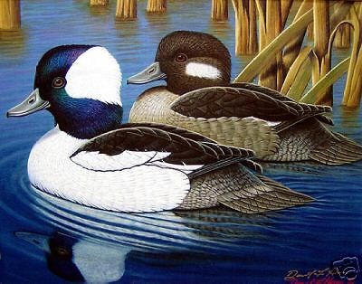 Bufflehead Ducks/Duck Decoy Room/Hunting Den/kComes in a Ducks 