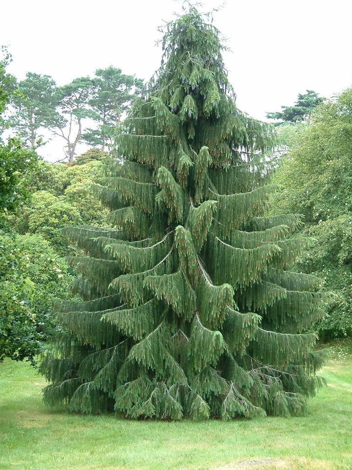 weeping tree in Trees