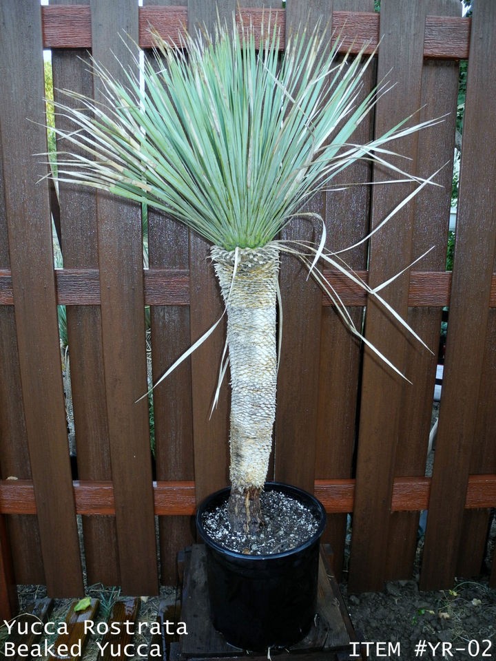 Yucca ROSTRATA super blue large 3.5+ft #YR 02