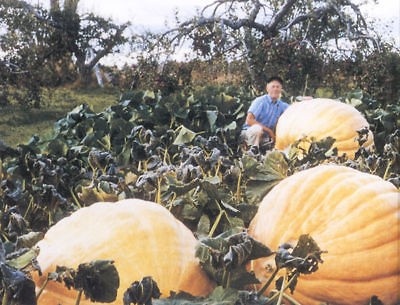 25 DILLS ATLANTIC GIANT PUMPKIN SEEDS 1500 Pound