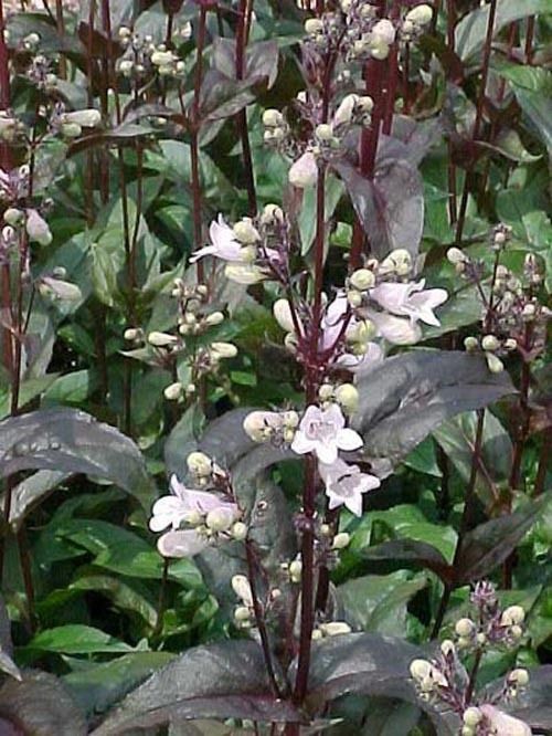 PENSTEMON DIGITALIS HUSKER RED 1 PKT x 40 SEEDS