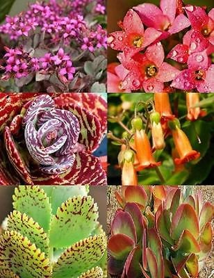KALANCHOE variety mix @@ rare plant exotic succulent seed flowering 