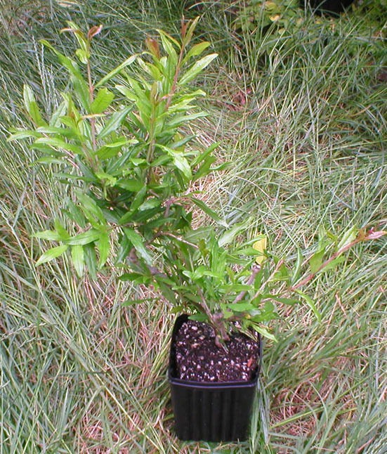 pomegranate trees in Trees