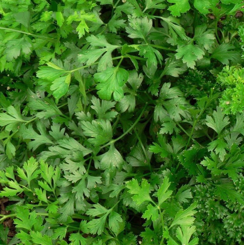 250 DARK GREEN ITALIAN PARSLEY SEEDS ZONES 5 8