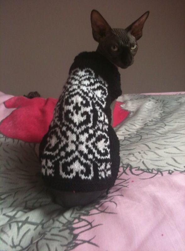 CAT jumper/sweater. Peterbald, Sphinx, Cornish Rex & ++