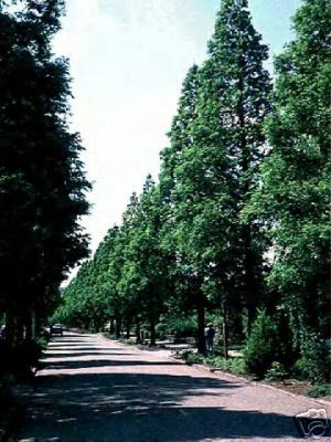 redwood tree seeds in Trees