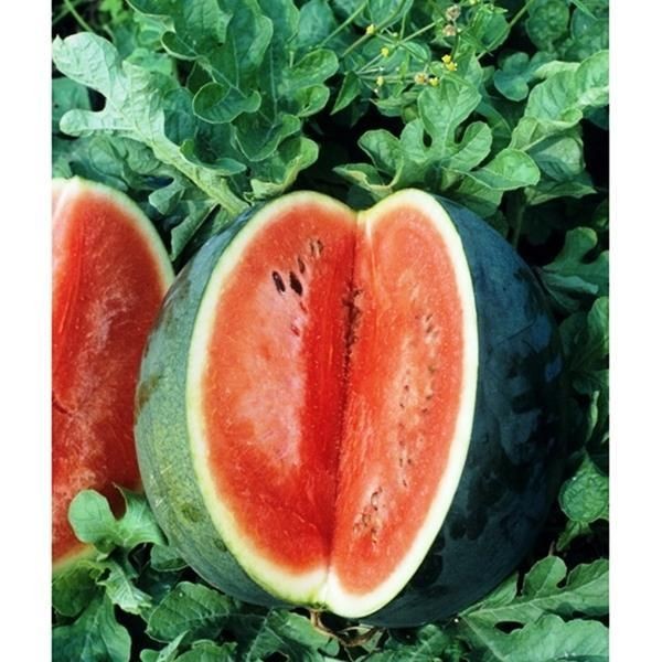 WATERMELON, Florida Giant   NON HYBRID NON GMO HEIRLOOM GARDEN SEEDS 