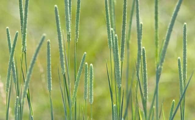 timothy grass seed