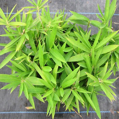 Live PYGMY DWARF BAMBOO Plant   P. Pygmaeus   Cold Hardy   Ground 