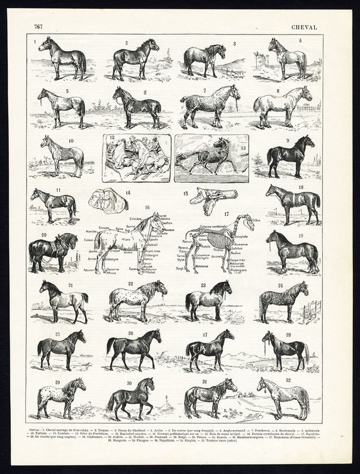   Print HORSE SHETLAND PONY ARABIAN PERCHERON BELGIAN Larousse 1897