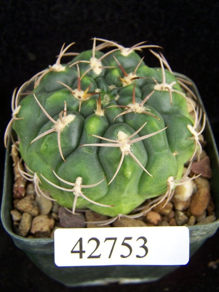 GYMNOCALYCIUM TILLIANUM ATTRACTIVE CACTUS PLANT 42753