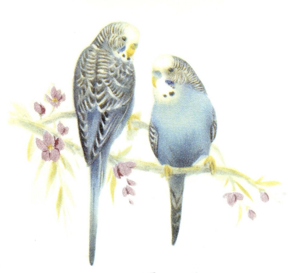 Blue Budgie Budgerigar Parakeet Bird Select A Size Ceramic Waterslide 