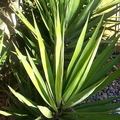 SPANISH SWORD 9+ PUP PLANT CUTTING★Bayone​t~Dagger Yucca 