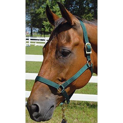 horse halters in Horse Supplies