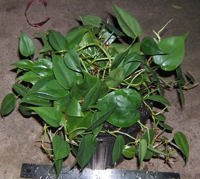   PHILODENDRON HEDERACEUM VAR. OXYCARDIUM LIVE PLANTS 1 GALLON POT