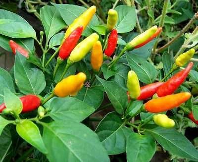 50+ HEIRLOOM HOT PEPPER GARDEN SEEDS   TABASCO HOT & FLAVORFUL TASTE 