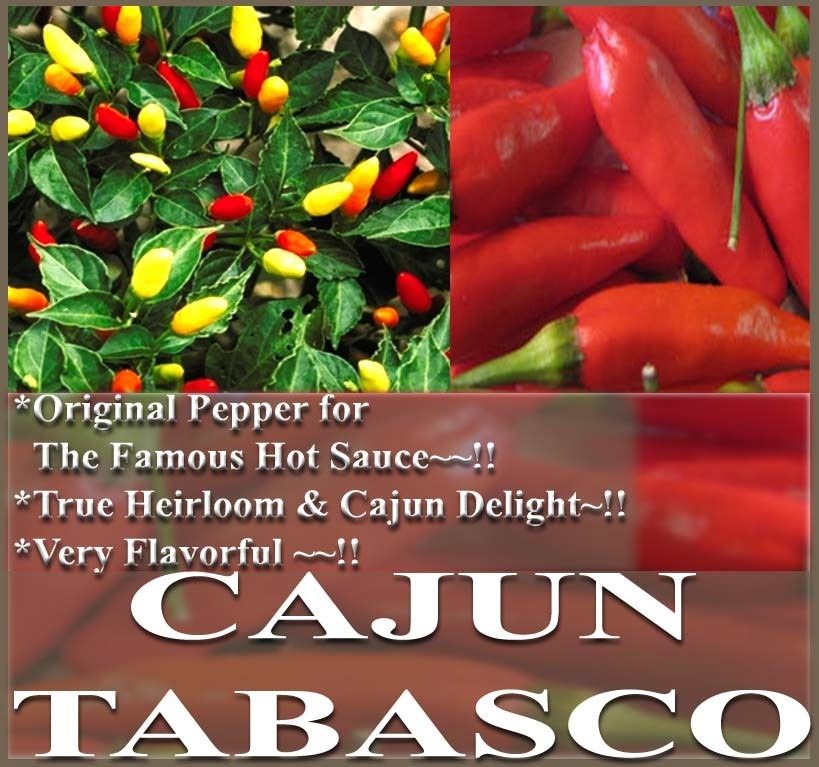 10 CAJUN TABASCO TRUE HEIRLOOM HOT Pepper seeds bushy growth ~Fruits 