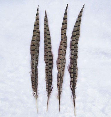   20 Pcs Natural Color pheasant tail feathers 10 12 inch LONG feather