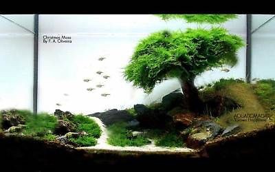 Xmas moss Live Plant for Vivarium Terrarium Aquarium