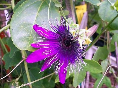 passion flower plant in Plants