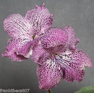 streptocarpus seeds in Flowers, Trees & Plants