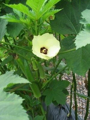 Heirloom EMERALD Okra (50 Seeds) 55 days, Spineless Tender Large 6 8 