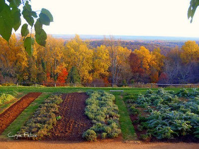   Flowers, Trees & Plants  Vegetables & Fruits  Seeds & Bulbs