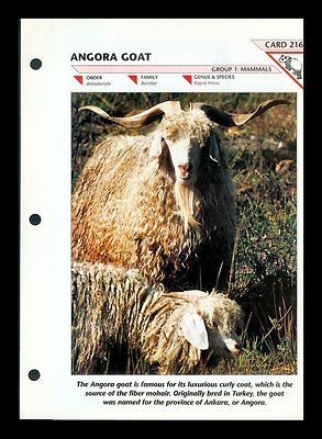 ANGORA GOAT FOLD OUT INFO SHEET WIL​DLIFE FACT FILE #216