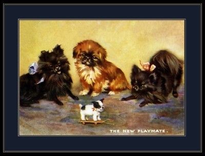Print Pomeranian Pekingese Dog Puppies Art Picture