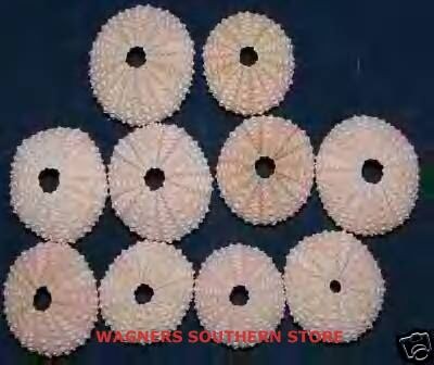 SEA URCHINS PINK SHELLS SEASHELLS CRAFTS WEDDINGS 25+