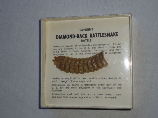 rattlesnake rattles in Collectibles