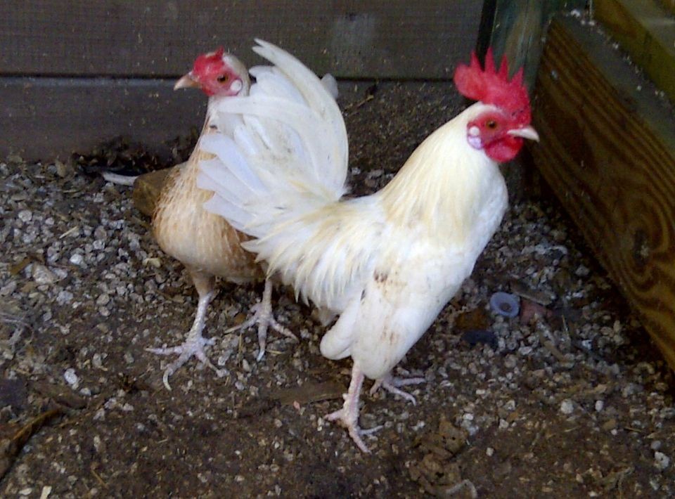 Cuban Kikiriki Bantam Chicken Hatching Eggs