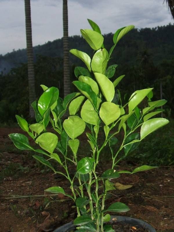 10 FRESH THAI KAFFIR LIME CITRUS HYSTRIX BAI MAGROOD SEEDS