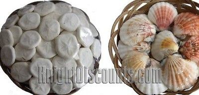 SAND DOLLARS & SEA SHELLS in a 6 Wicker Basket   Sea Biscuit 