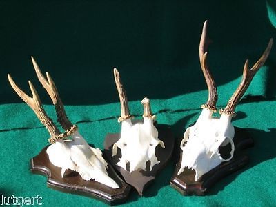 LOT of 3 VINTAGE BLACK FOREST ROE DEER ANTLERS, SKULL, HORNS