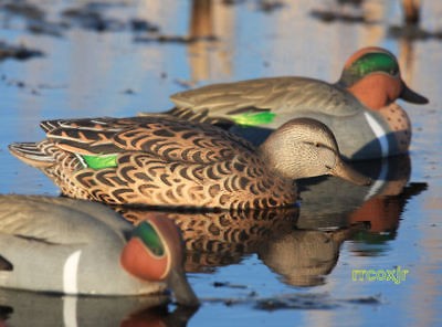 AVERY GREENHEAD GEAR PRO GREEN WINGED TEAL DUCK DECOYS