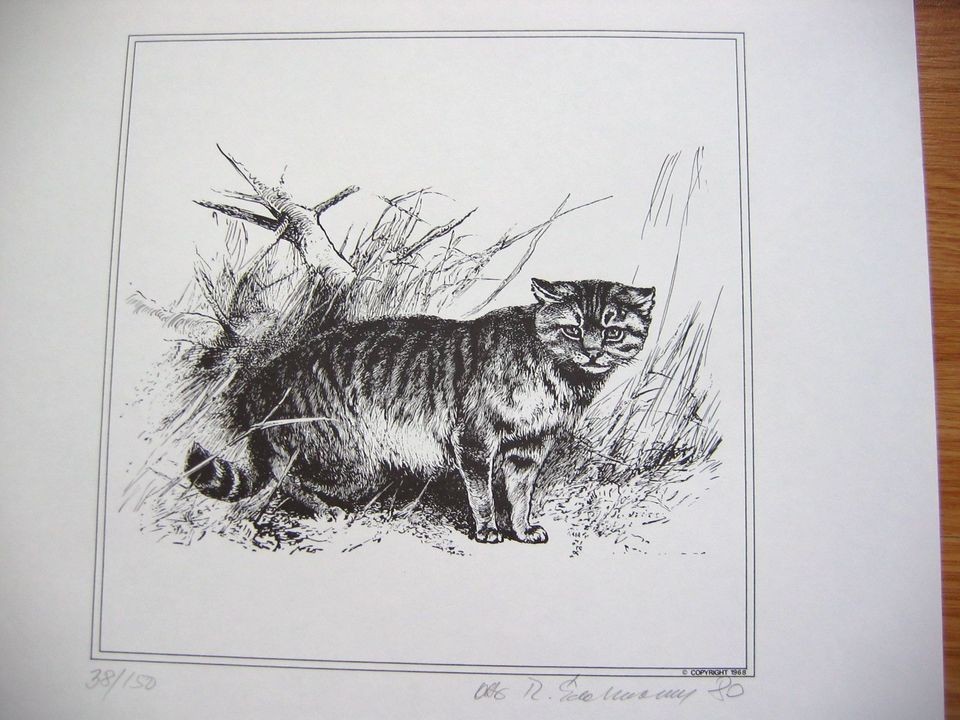 Civet Bob Cat Etching Black & White Signed Limited Edition 1968 One of 