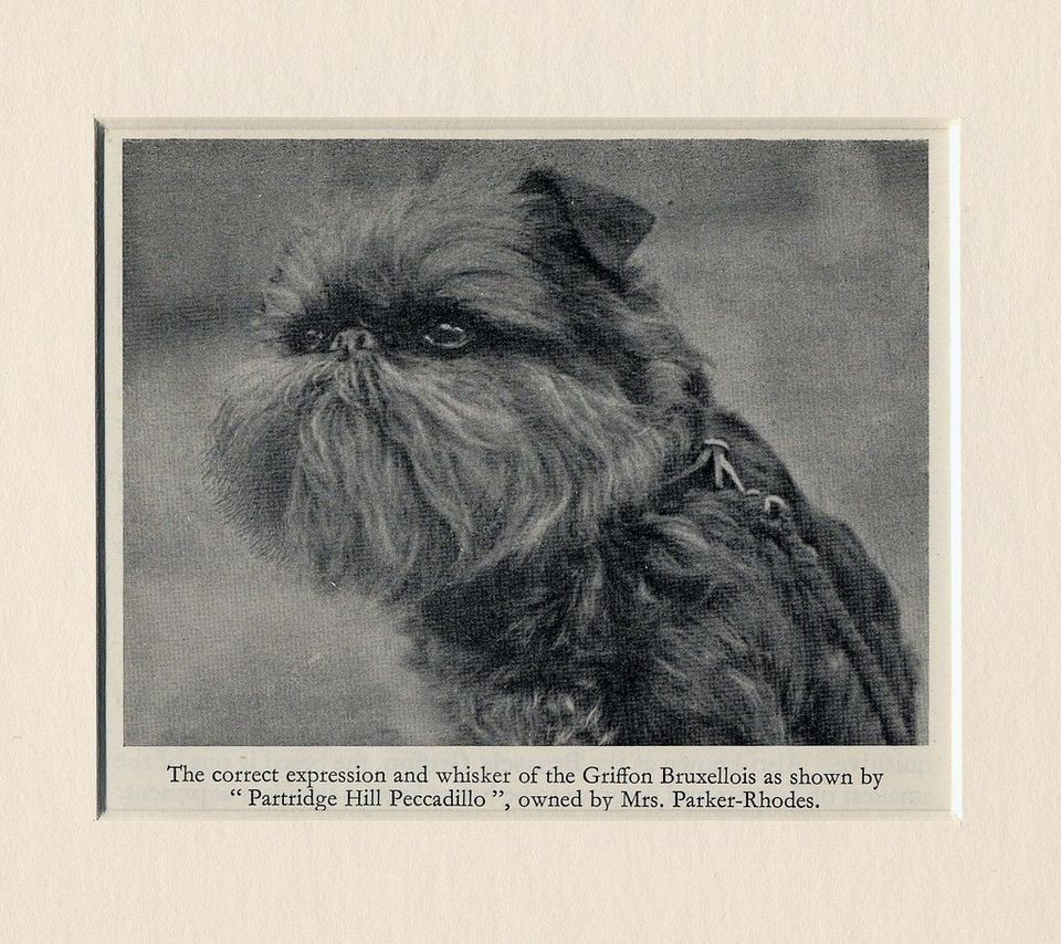 BRUSSELS GRIFFON BRUXELLOIS Vintage Dog Print 1948 Partridge Hill 