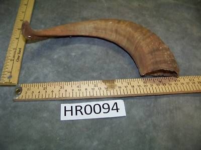 Ram Horn, Texas Cowboys Decor HR0094