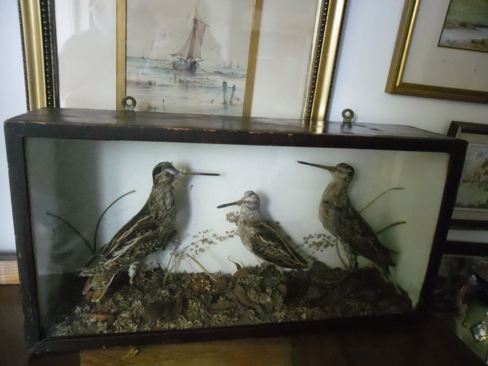 display case in Animals